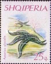 Common Starfish (Asterias rubens)