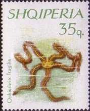 Common Brittle Star (Ophiothrix fragilis)