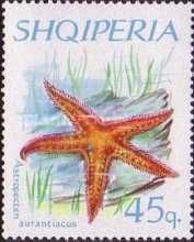 Red Comb Star (Astropecten aranciacus)