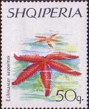 Mediterranean Red Sea Star (Echinaster sepositus)