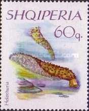 Cotton-spinner (Holothuria tubulosa)