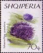 Purple Sea Urchin (Sphaerechinus granularis)