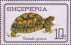 Spur-thighed tortoise (Testudo graeca)