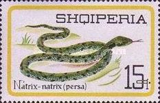 Grass Snake (Natrix natrix)