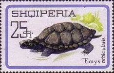 European Pond Turtle (Emys orbicularis)