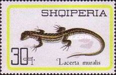 Common Wall Lizard (Podarcis muralis)