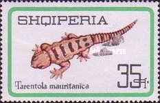 Moorish Wall Gecko (Tarentola mauritanica)