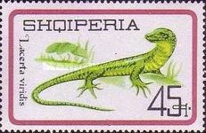European Green Lizard (Lacerta viridis)