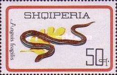Slow Worm (Anguis fragilis)