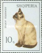 Siamese Cat (Felis silvestris catus)