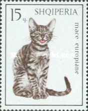 European Tabby (Felis silvestris catus)