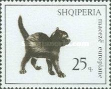 Black Kitten (Felis silvestris catus)