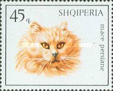 Persian Cat (Felis silvestris catus)