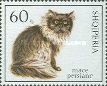 Persian Cat (Felis silvestris catus)