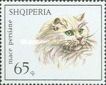Persian Cat (Felis silvestris catus)