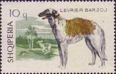 ‭Russian Wolfhound (Canis lupus familiaris)