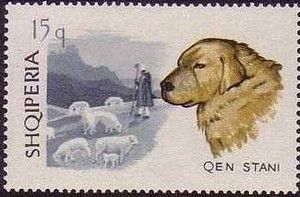 Sheep Dog (Canis lupus familiaris)