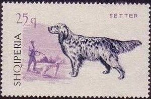English Setter (Canis lupus familiaris)
