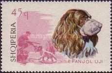 English Springer Spaniel (Canis lupus familiaris)