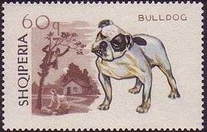 Bulldog (Canis lupus familiaris)