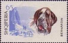 Saint Bernard Dog (Canis lupus familiaris)