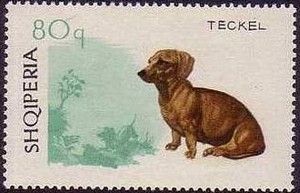Shorthair Dachshund (Canis lupus familiaris)