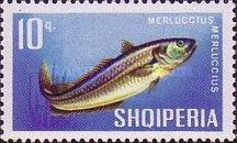 European Hake (Merluccius merluccius) 