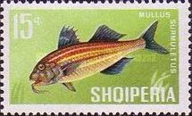 Striped Red Mullet (Mullus surmuletus) 