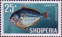 East Atlantic Opah (Lampris guttatus)