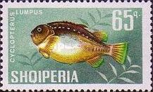 Lumpfish (Cyclopterus lumpus)
