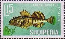 Shorthorn Sculpin (Myoxocephalus scorpius)