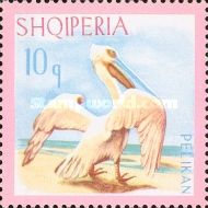 Dalmatian Pelican (Pelecanus crispus)