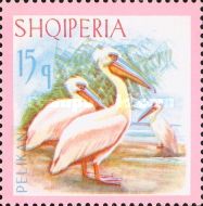 Dalmatian Pelican (Pelecanus crispus)