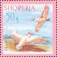 Dalmatian Pelican (Pelecanus crispus)