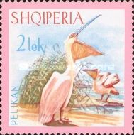Dalmatian Pelican (Pelecanus crispus)