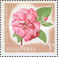 Brigadoon Camellia (Camellia williamsii)