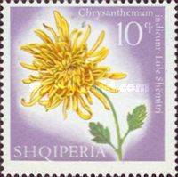 Indian chrysanthemum (Chrysanthemum indicum)