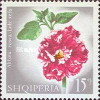 Common Hollyhock (Alcea rosea)