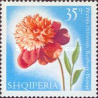 Chinese Peony (Paeonia lactiflora)