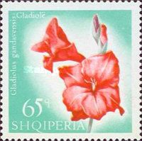 Gladiolus (Gladiolus gandavensis)