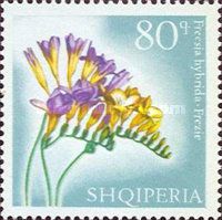 Freesia (Freesia hybrid)