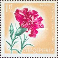 Carnation (Dianthus caryophyllus)