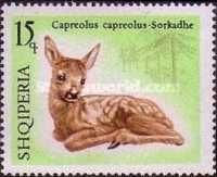 Western Roe Deer (Capreolus capreolus)