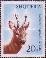 Western Roe Deer (Capreolus capreolus)