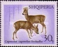 Western Roe Deer (Capreolus capreolus)