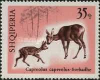 Western Roe Deer (Capreolus capreolus)