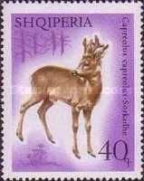 Western Roe Deer (Capreolus capreolus)