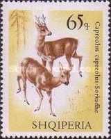 Western Roe Deer (Capreolus capreolus)