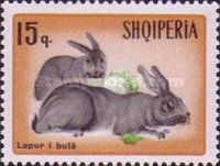 Domestic Rabbit (Oryctolagus cuniculus forma domestica)