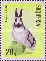 Domestic Dutch Rabbit (Oryctolagus cuniculus f. domestica)